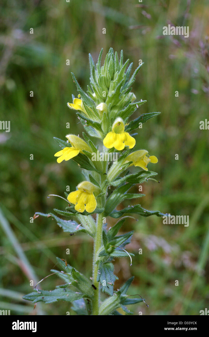 Giallo / bartsia glandweed (Parentucellia viscosa : Scrophulariaceae), Regno Unito Foto Stock