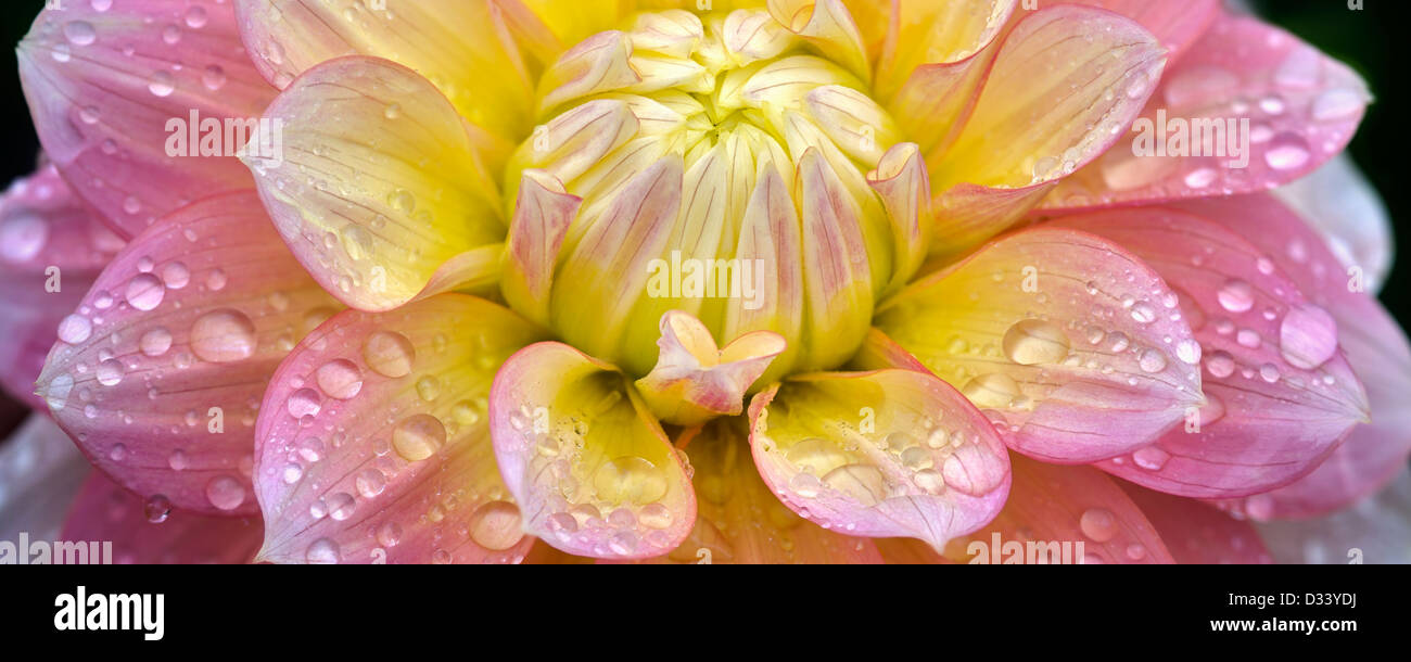 Dahlia (pesche e sogni). Oregon Foto Stock