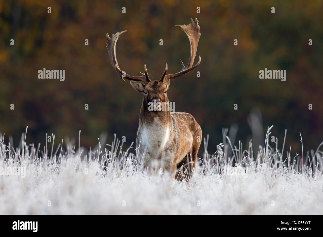 Daini (Dama Dama) buck in frost pascoli coperti durante la routine in autunno, Danimarca Foto Stock