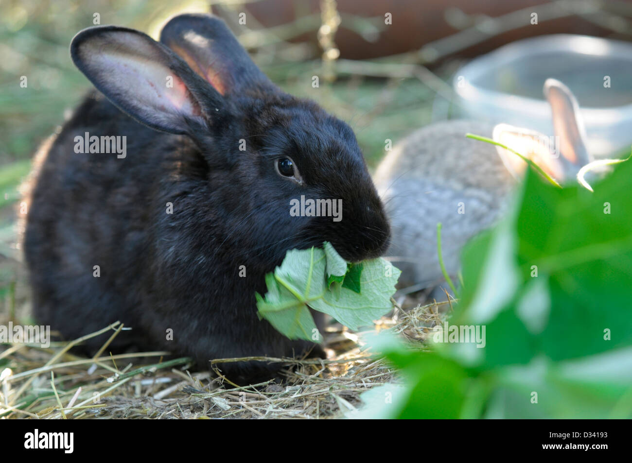 Coniglio nero mangiare Foto stock - Alamy