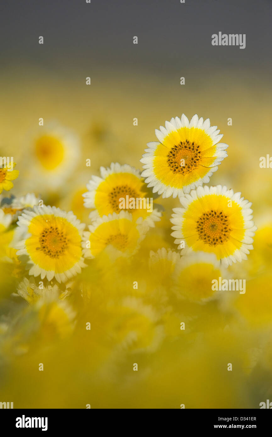 Tidy-Tips (Layia platyglossa) (Asteraceae) Carrizo Plain monumento nazionale, California aprile Foto Stock