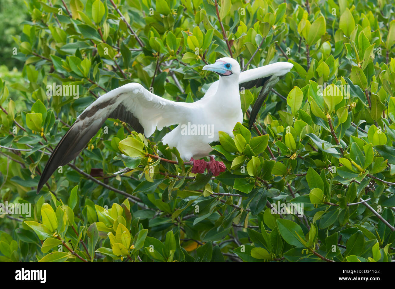 Rosso-footed Booby (Sula sula websteri) Fase di bianco, genovesa o 'torre' isola, Galapagos Foto Stock