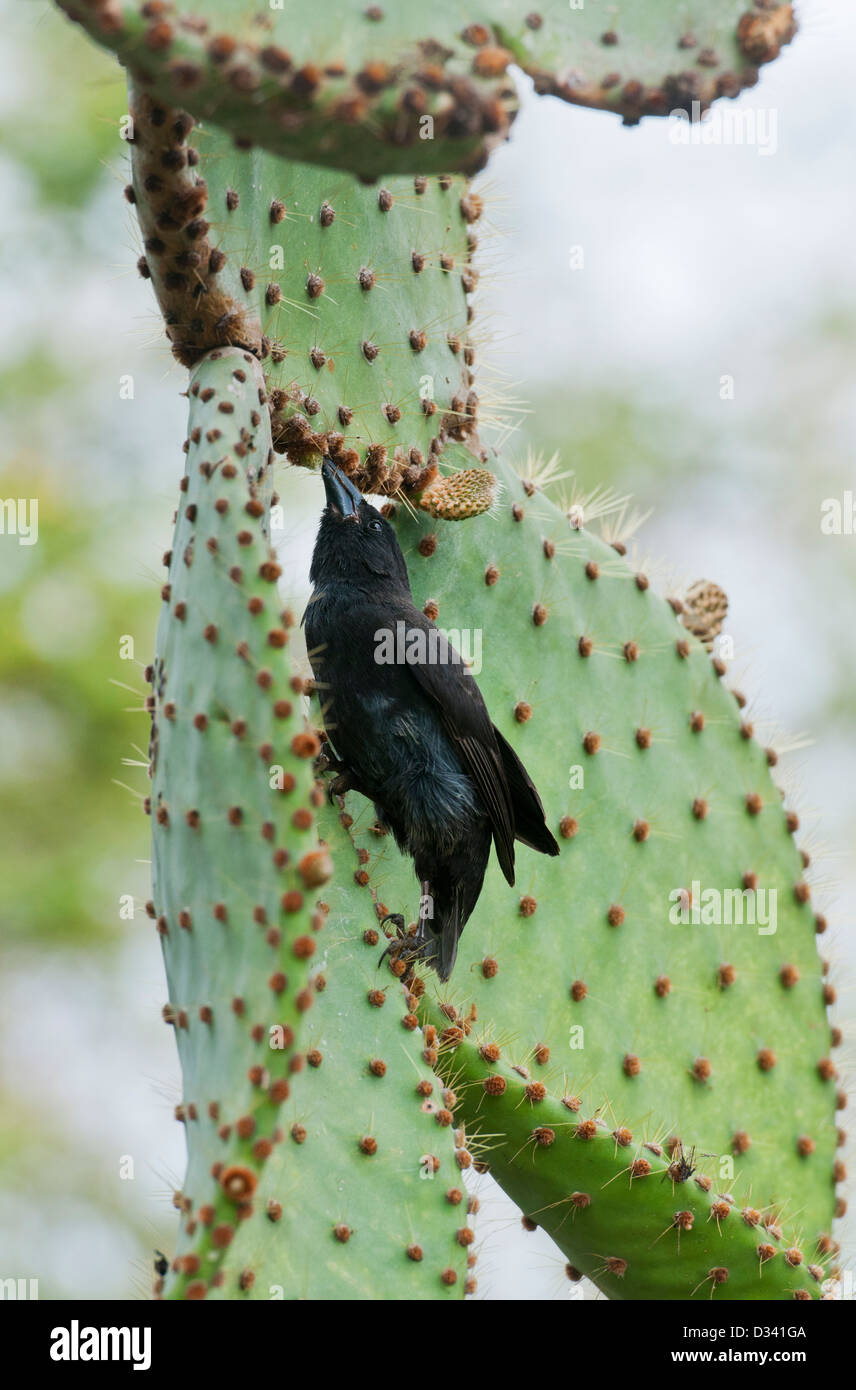 Comune o piccolo Cactus Finch (Geospiza scandens) su Prickl Pera, Isola di Santa Cruz, Galapagos Foto Stock