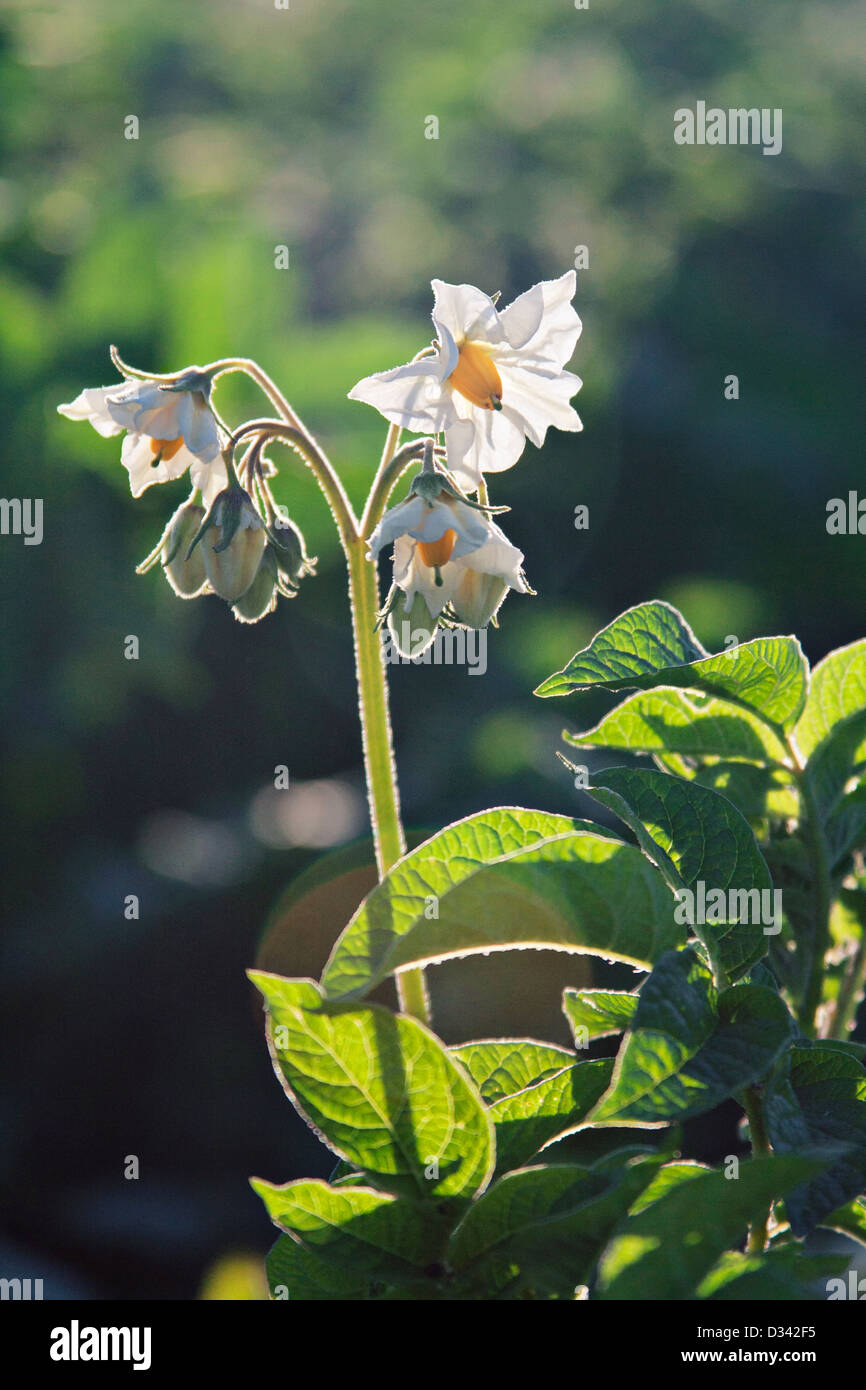 Fioritura di patata e chiudere fino Foto Stock