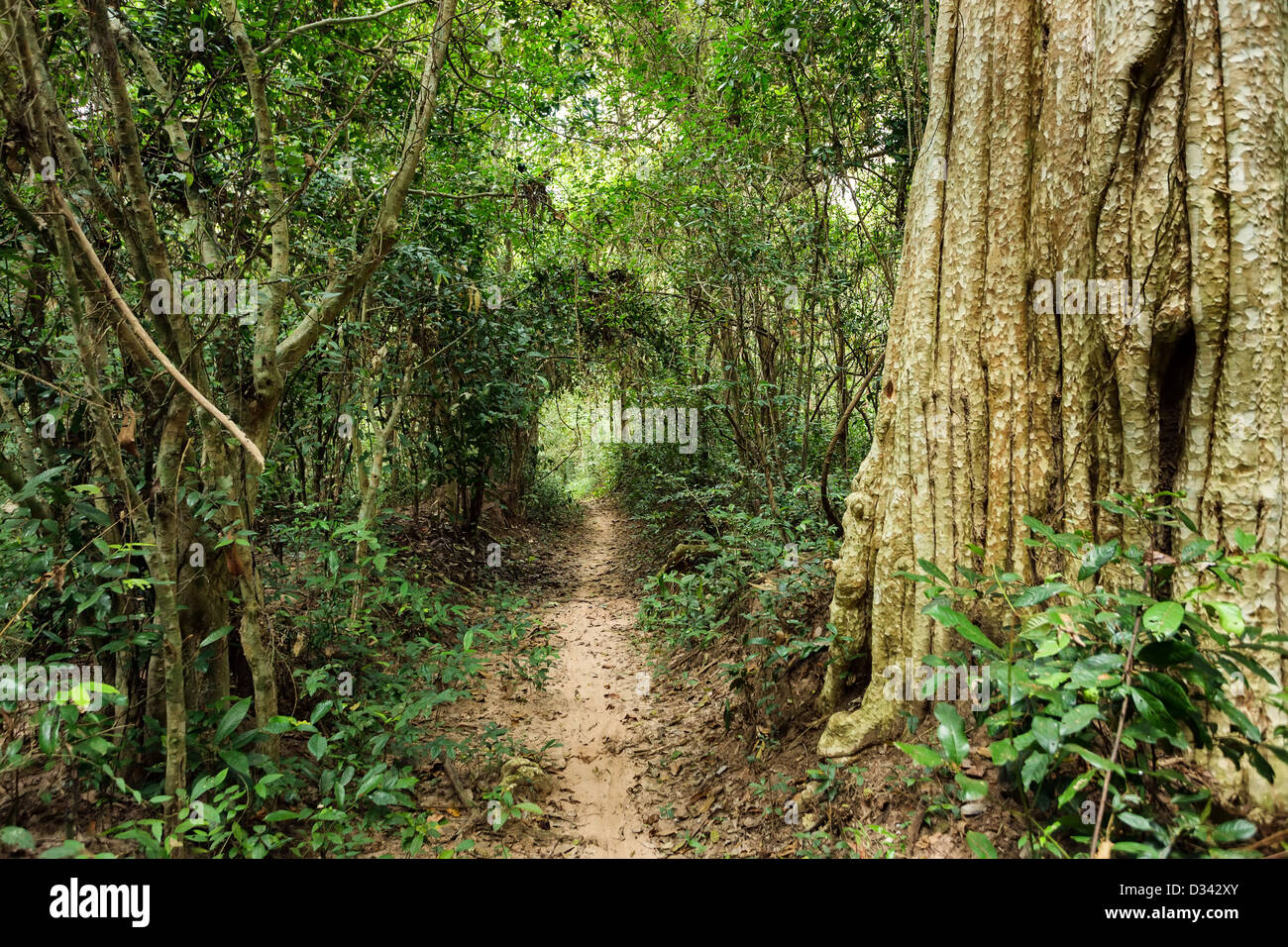 La foresta pluviale tropicale percorso nella foresta di Angkor, Cambogia Foto Stock