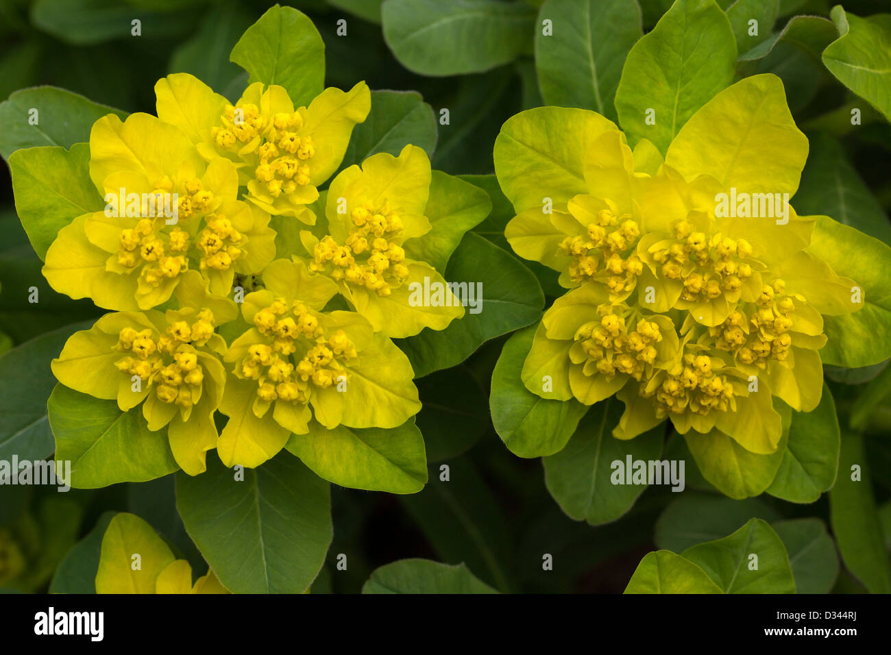 Due Euphorbia Polychroma 'Golden Fusion' fiori, Leicestershire, England, Regno Unito Foto Stock