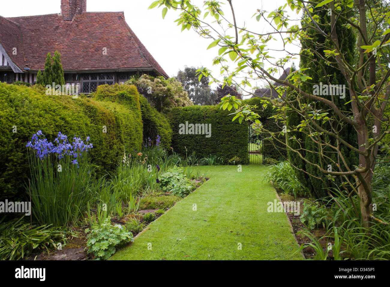 Yew hedging che racchiude area appartata, Bexon Manor Foto Stock
