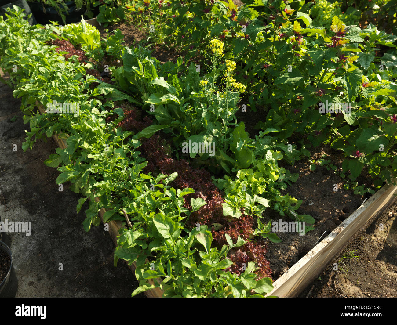 Letto sollevata con le lattughe e spinaci, bietole e pastinache nel giardino Surrey in Inghilterra Foto Stock