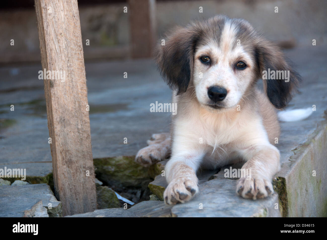 Un cucciolo di cane su un marciapiede, Pevas amazzonica, Perù Foto Stock