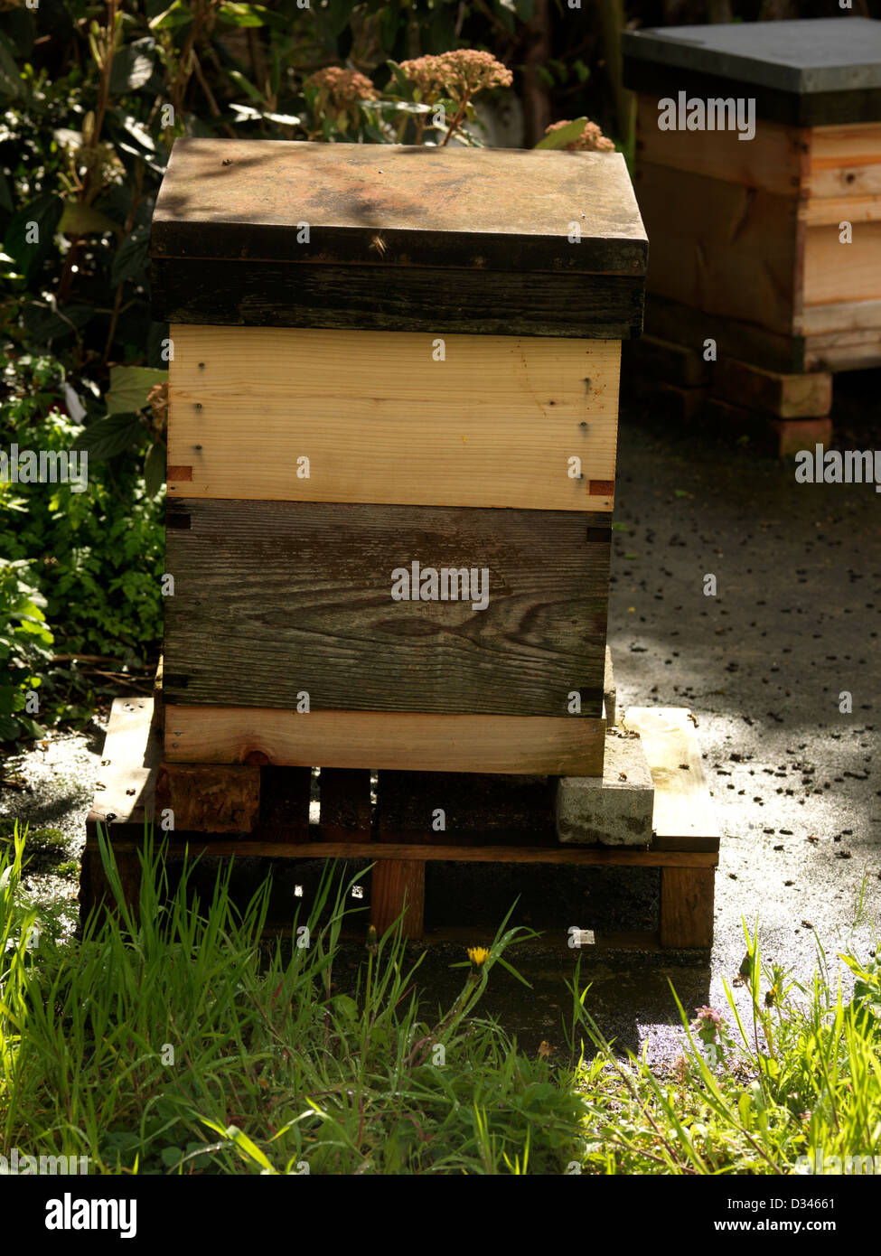 Morti di api mellifere intorno Beehive Inghilterra Foto Stock