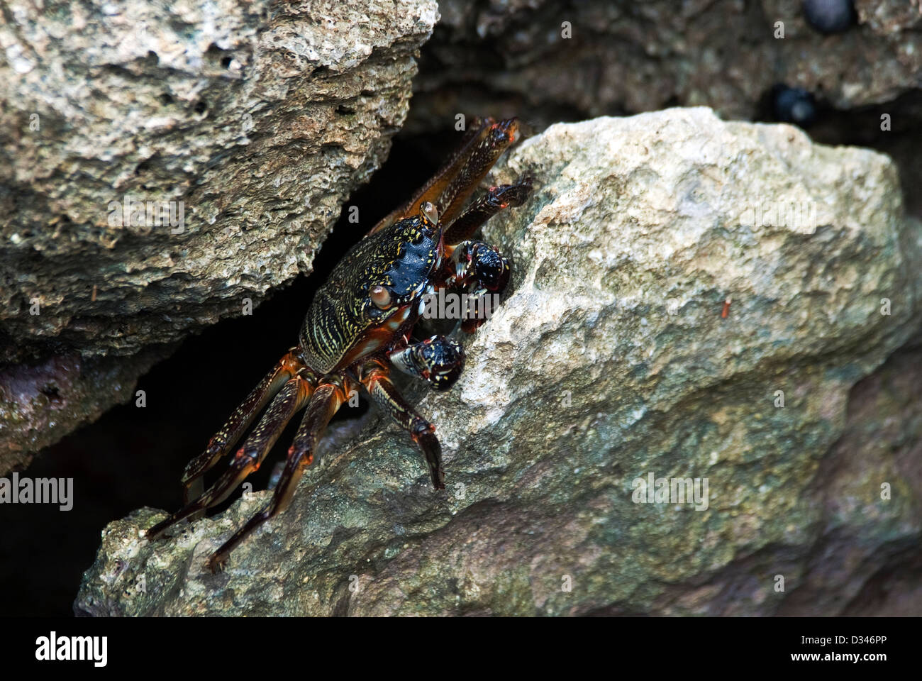 Il Granchio di roccia Grapsus tenuicrustatus Ka'ena punto Riserva Naturale Hawaii USA Foto Stock