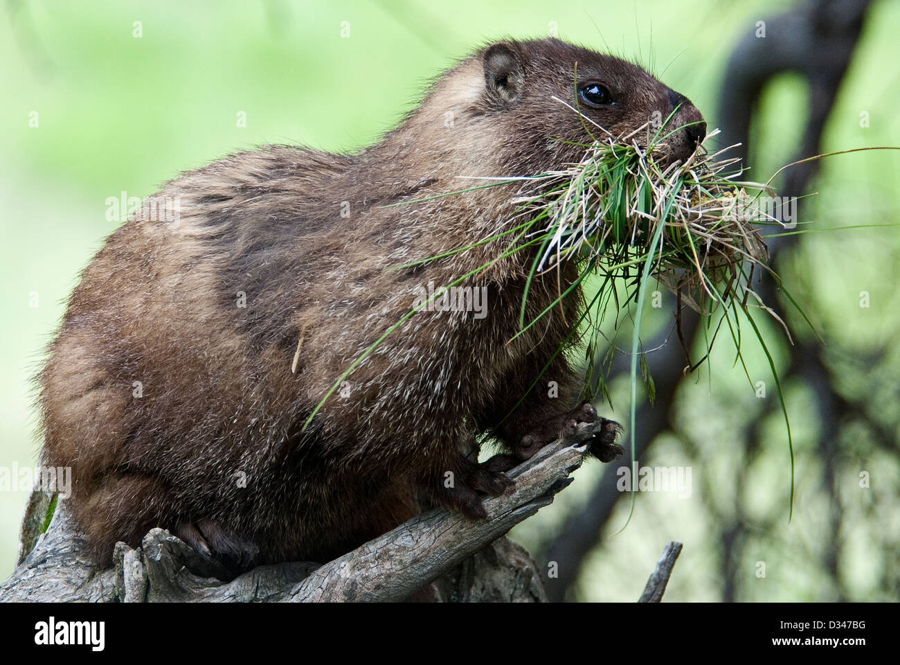 Marmotta di ventre giallo Marmota flaviventris Rio Grande Foresta Nazionale di Colorado USA Foto Stock