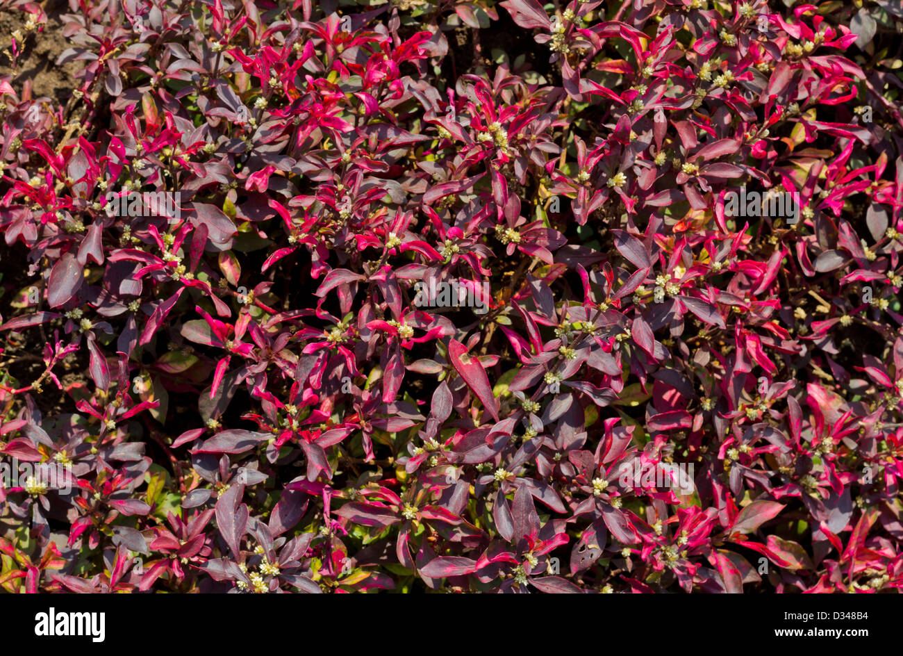 Rosso rubino Alternanthera dentata o dentata Ruby in giardino. Foto Stock