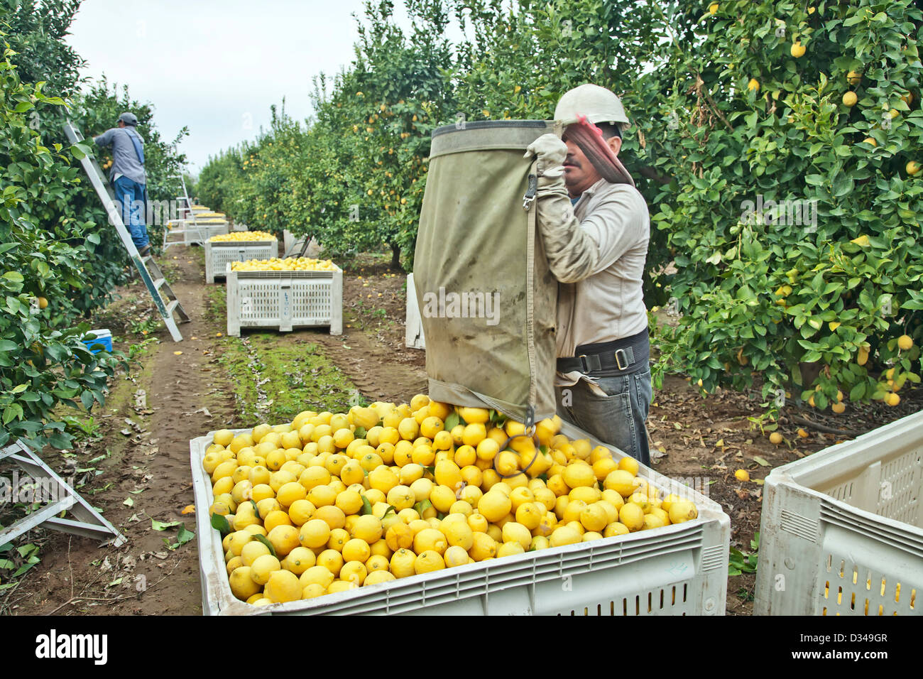 Raccolto di limone, il lavoratore la deposizione di limoni " Lisbona" varietà nel campo bin. Foto Stock
