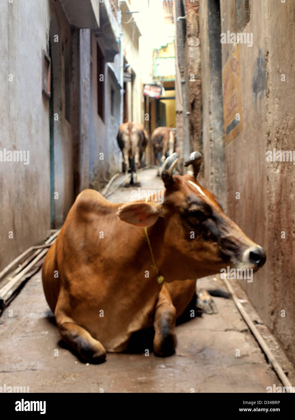 Indiani selvatici street mucca, Varanasi (India). Foto Stock