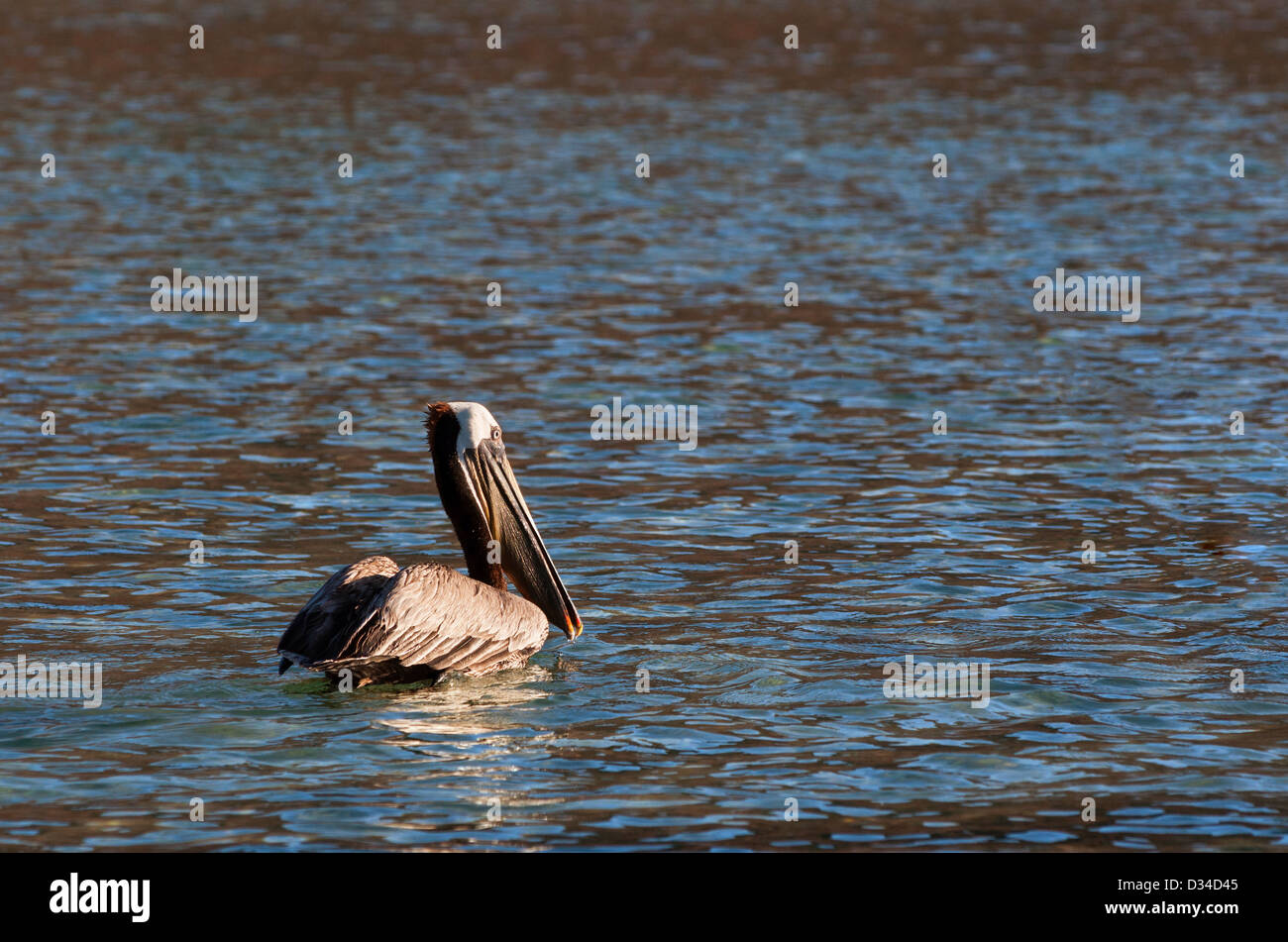 Pelican galleggiante sul Messico di mare di Cortez. Foto Stock