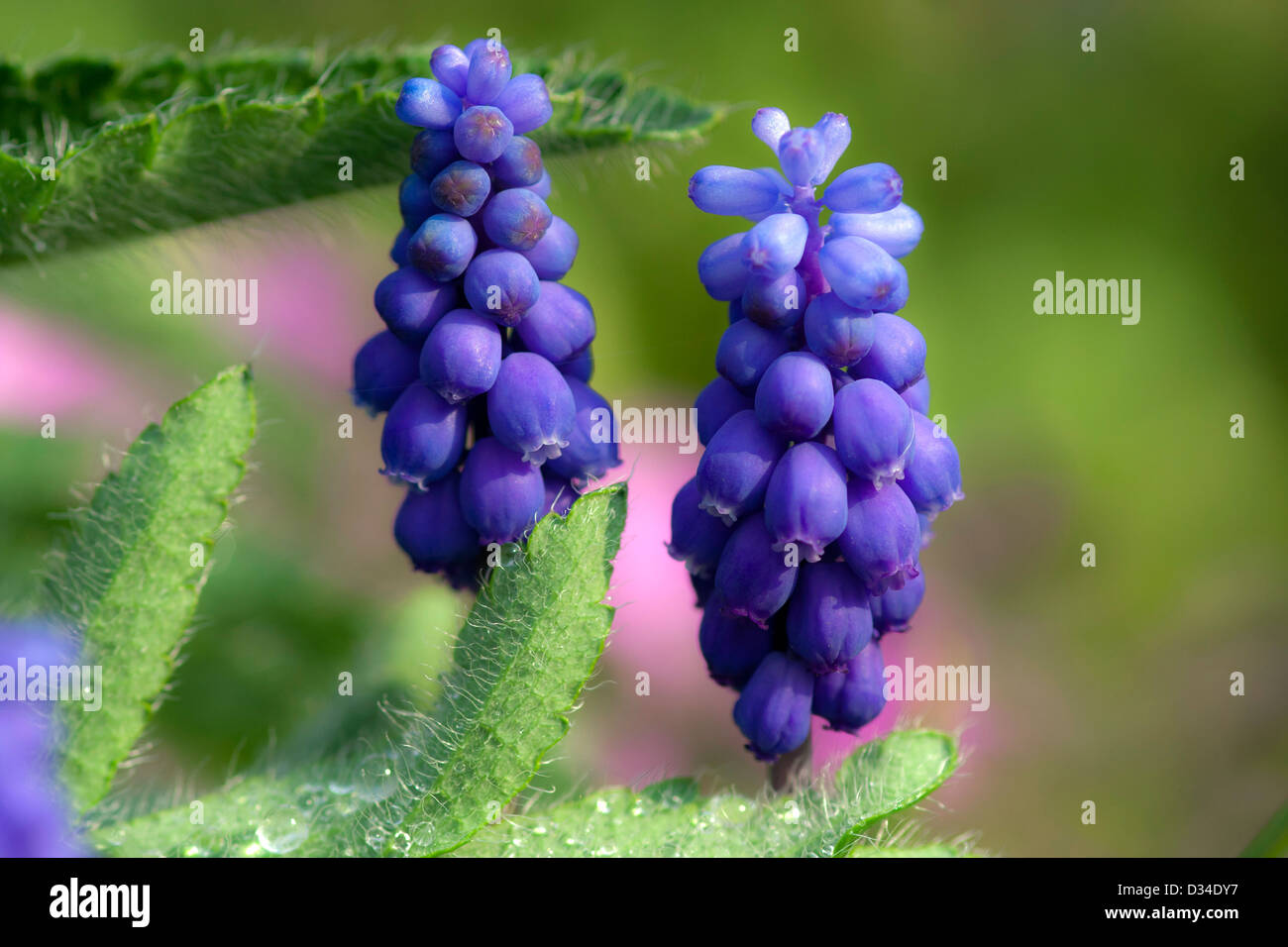Fiore di primavera - giacinto d'uva Foto Stock