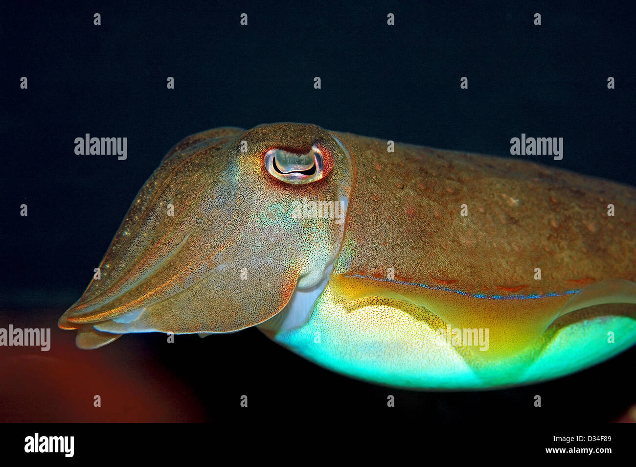 Calamari Underwater Foto Stock