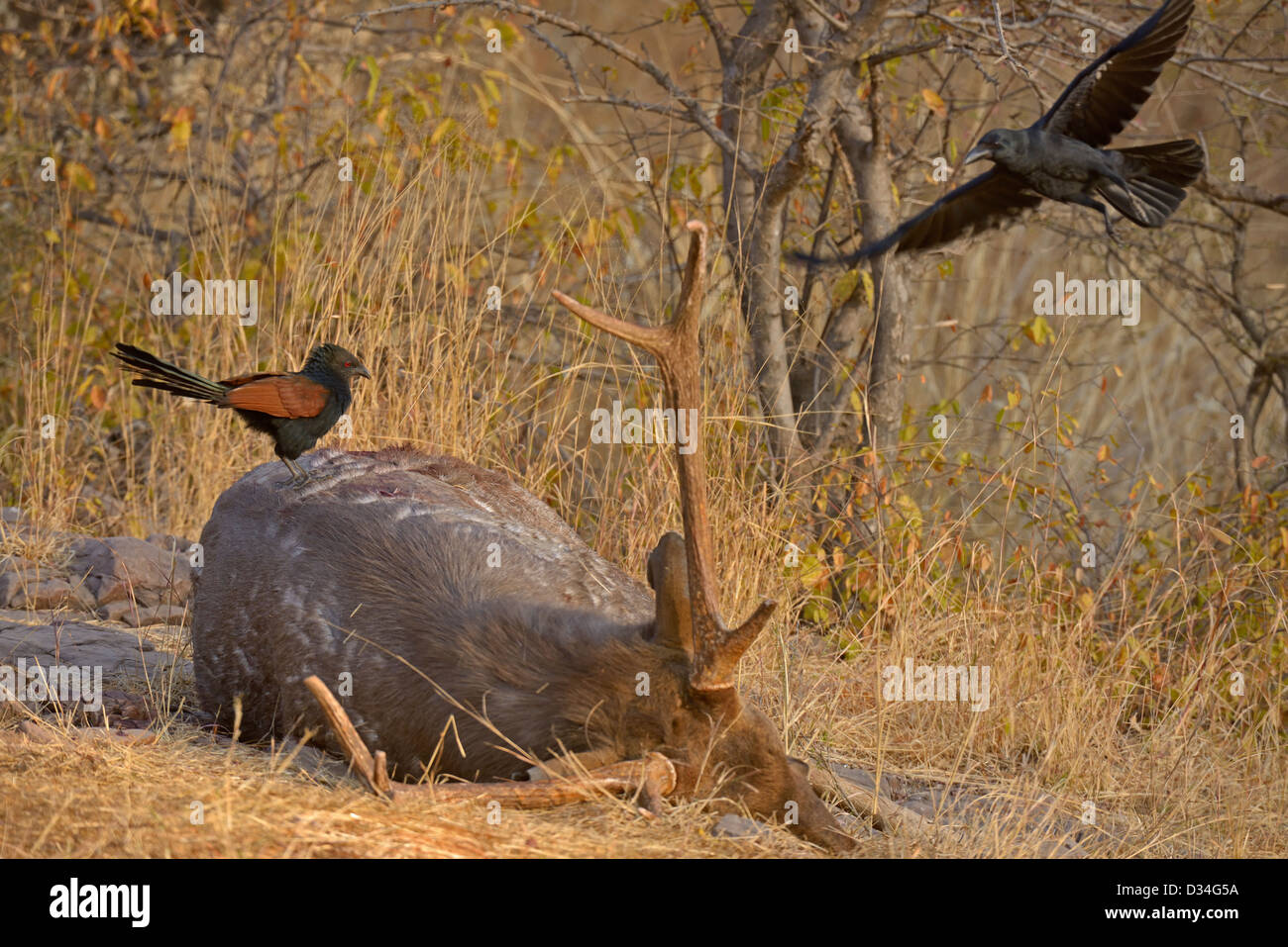 Grandi fatturati corvi e maggiore di scavenging Coucals su un dead Sambar cervi in Ranthambhore riserva della tigre Foto Stock
