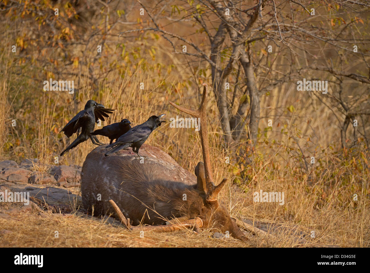 Grandi fatturati di scavenger di corvi su un dead Sambar cervi in Ranthambhore riserva della tigre Foto Stock