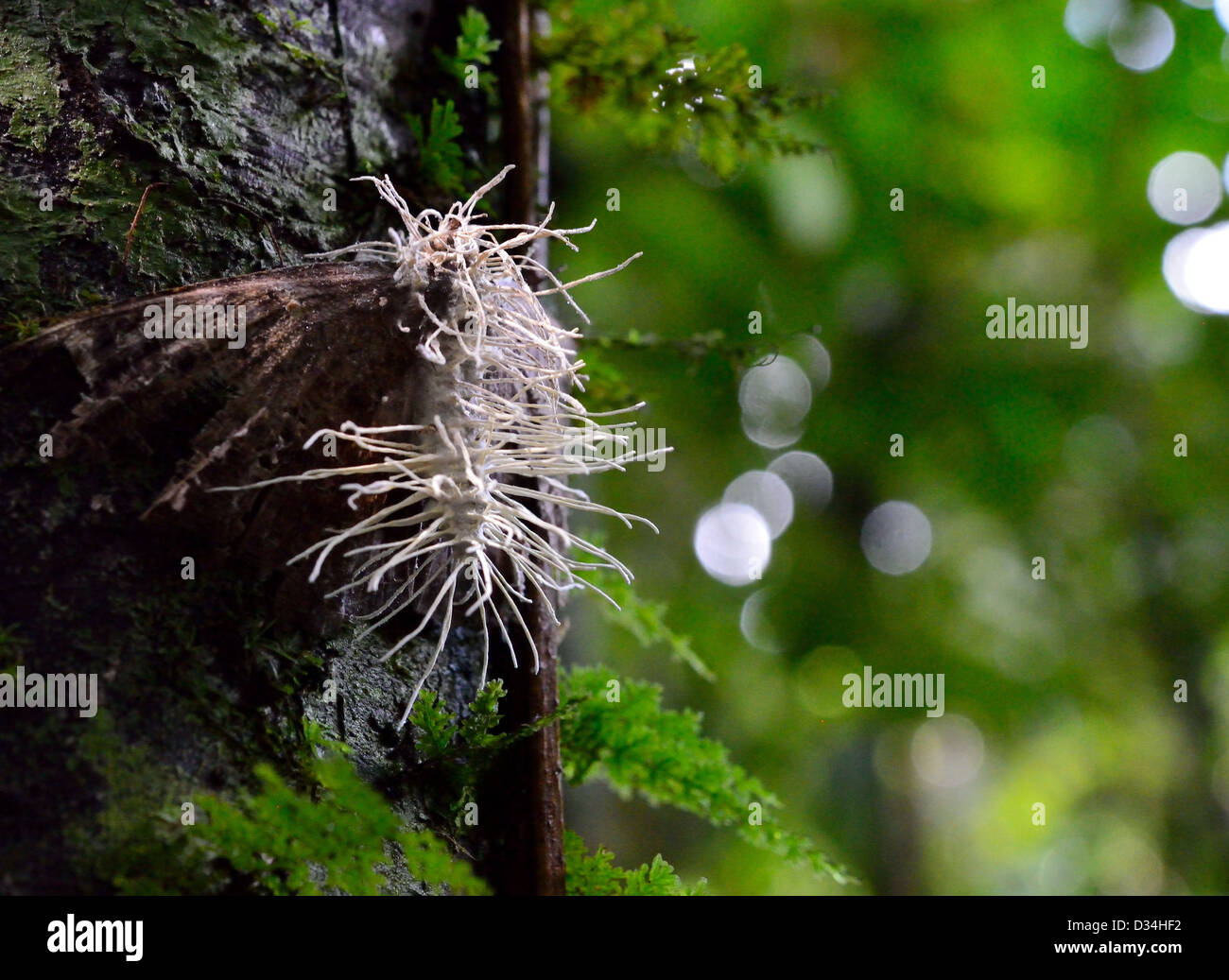 White funghi crescono fuori di una falena morto nella foresta di pioggia. Kinabalu National Park, Sabah , Borneo, Malaysia. Foto Stock
