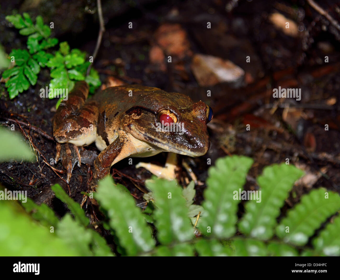 Una rana nella foresta di pioggia. Kinabalu National Park, Sabah Borneo Malese. Foto Stock