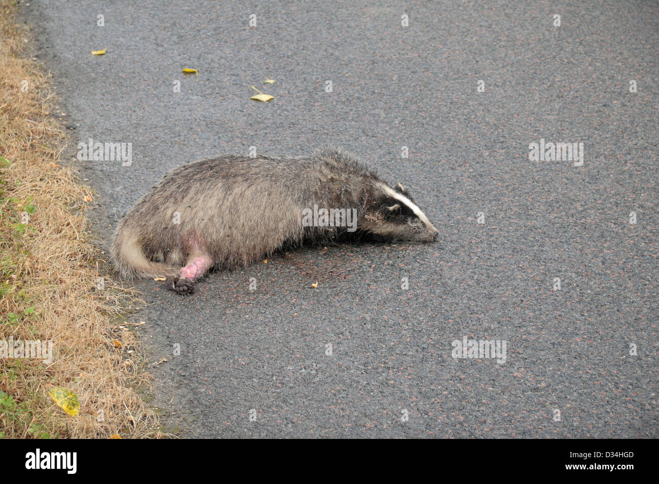 Un morto badger sul lato di una strada (in Francia in questo caso). Foto Stock