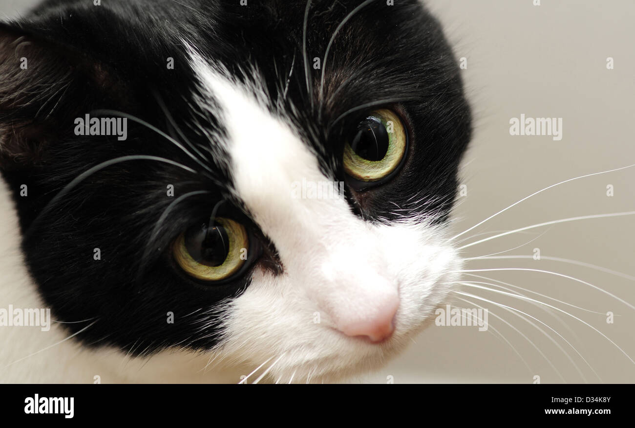 Un simpatico in bianco e nero gatto con il triste gli occhi gialli Foto  stock - Alamy