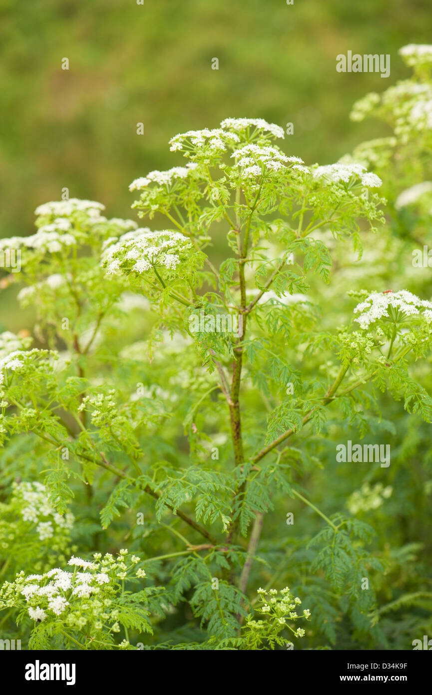 Poison Hemlock, Conium maculatum Foto Stock