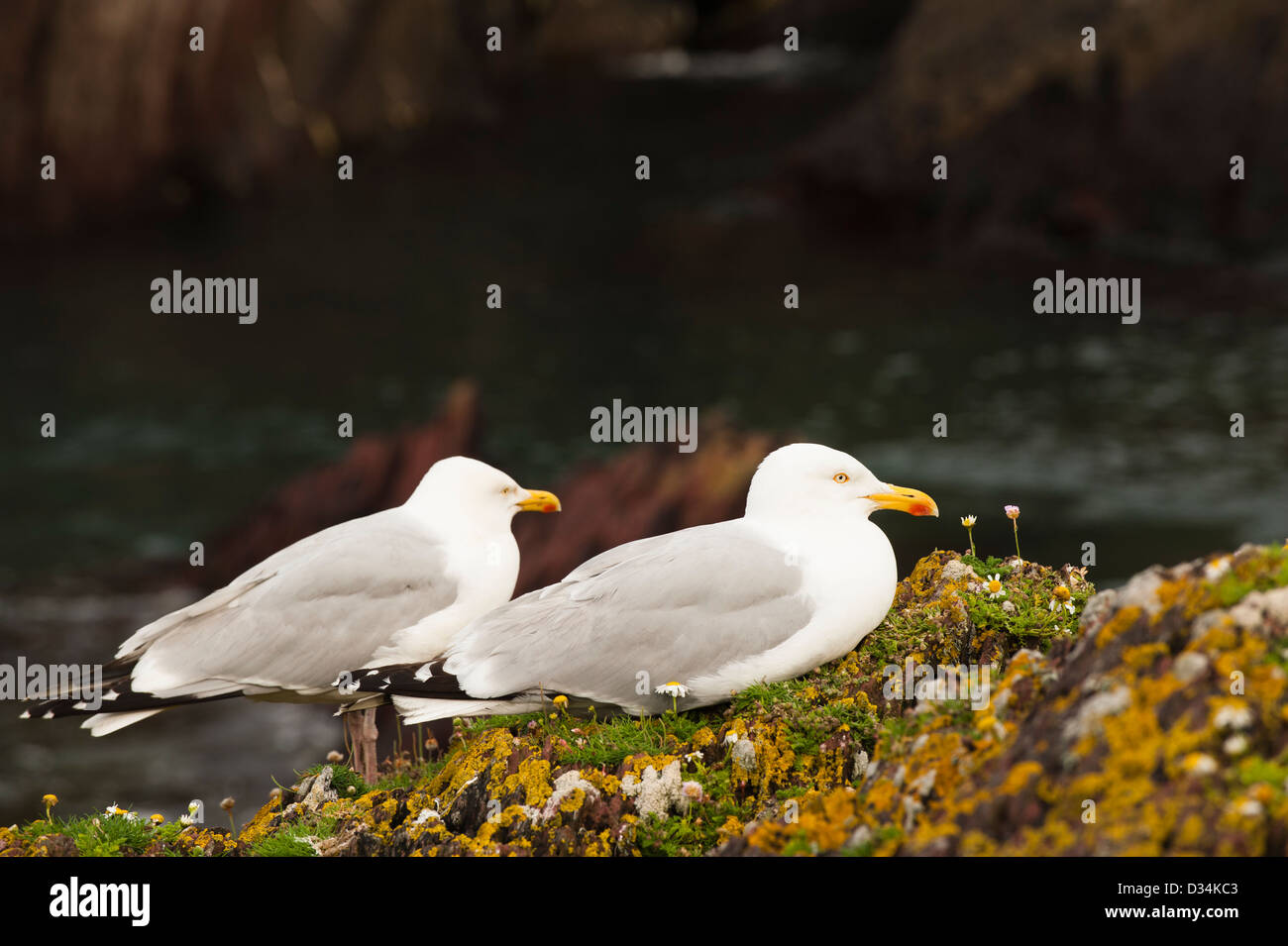 Gabbiani reali, Larus argentatus Foto Stock