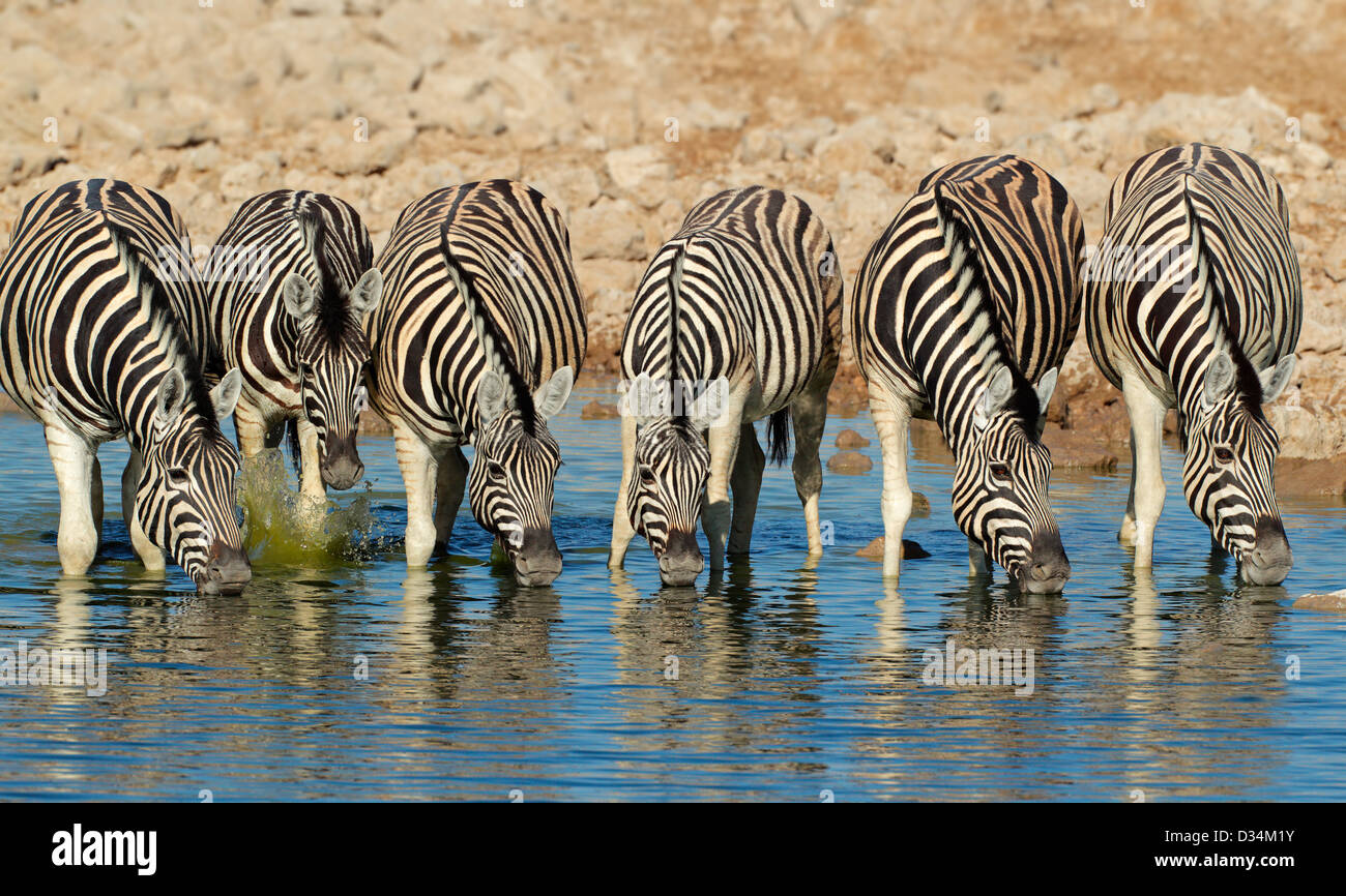 Pianure (Burchell) zebre (Equus burchelli) acqua potabile, il Parco Nazionale di Etosha, Namibia Foto Stock