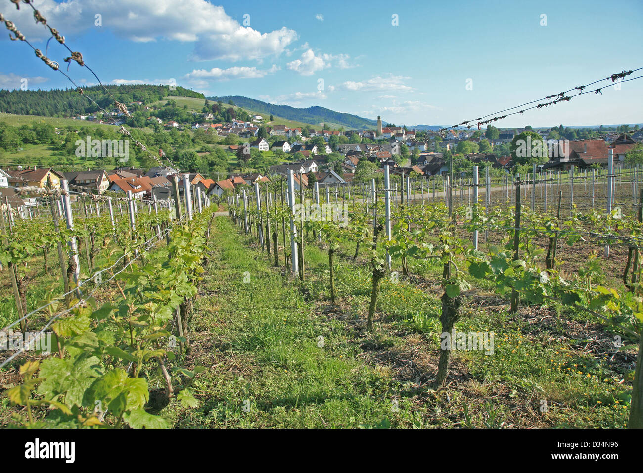 Le piantagioni di vino in Germania Meridionale regione del Baden-Wuertemberg;vignaiolo;Vigneti Foto Stock
