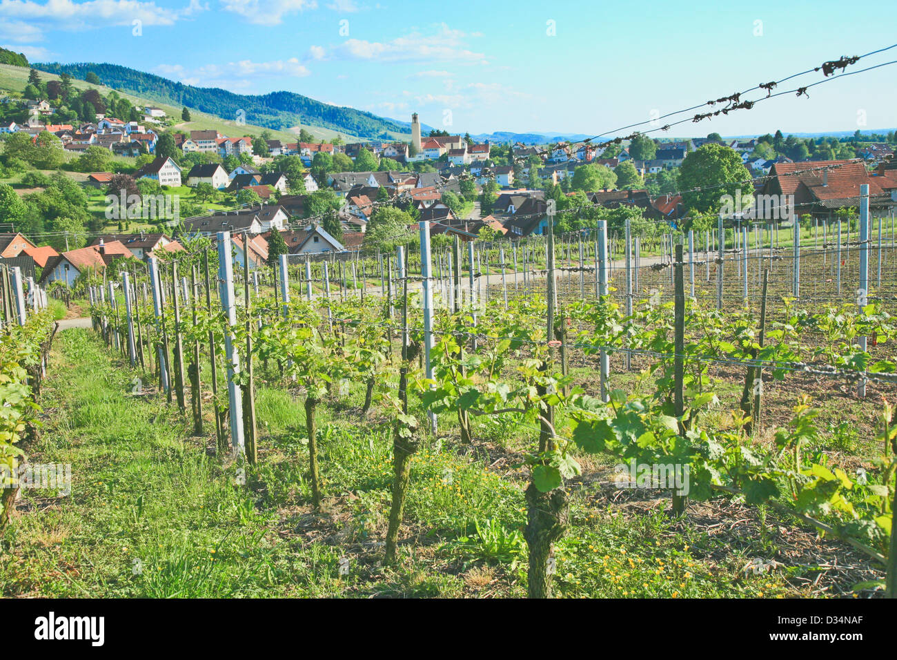 Le piantagioni di vino in Germania Meridionale regione del Baden-Wuertemberg;vignaiolo;Vigneti Foto Stock