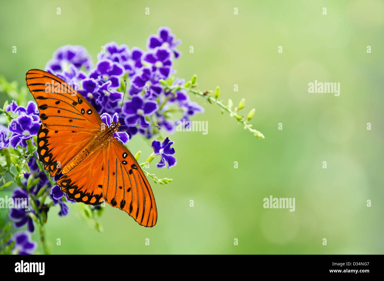 Gulf Fritillary butterfly (Agraulis vanillae) sui fiori viola Foto Stock