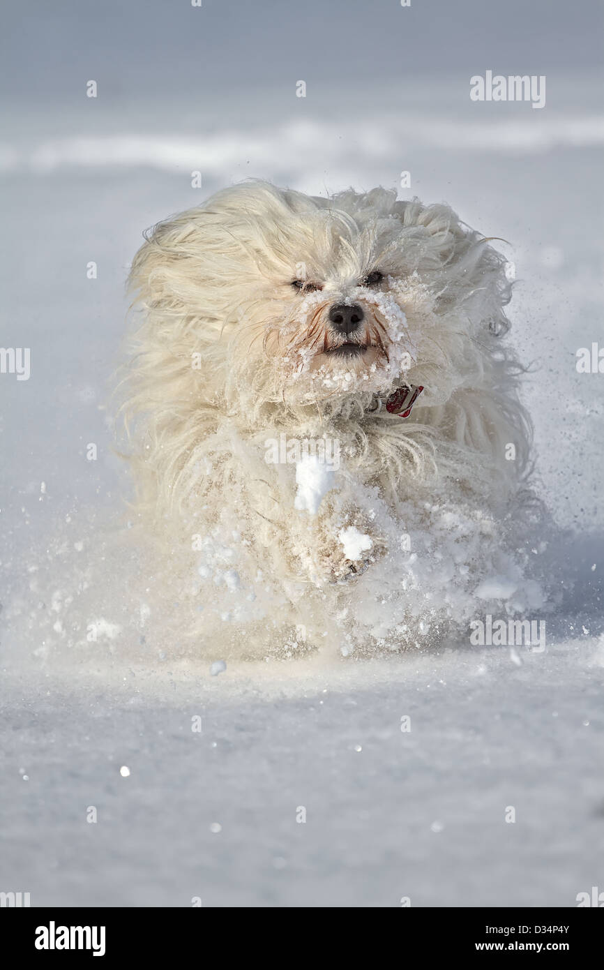 Cane (havanese) scorre attraverso la neve direttamente nella fotocamera. Foto Stock