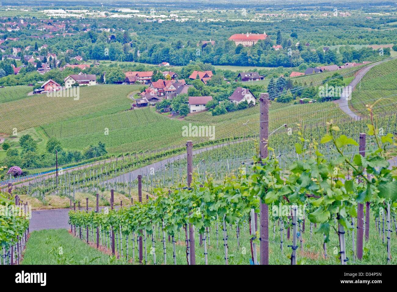 Le piantagioni di vino in Germania Meridionale regione del Baden-Wuertemberg;vignaiolo;Vigneti Foto Stock