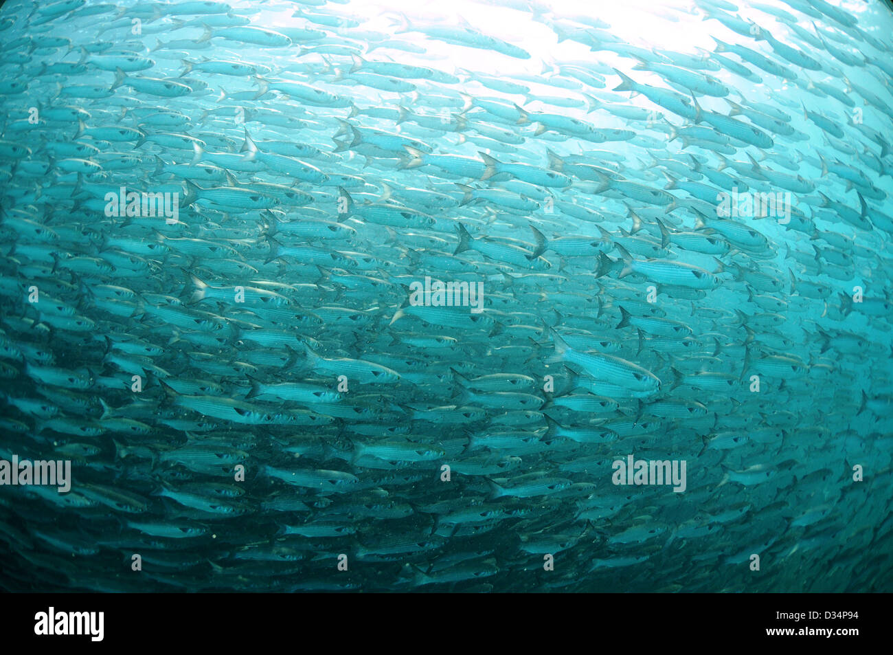 Scuola di muggine pesce nuotare nell'oceano Foto Stock