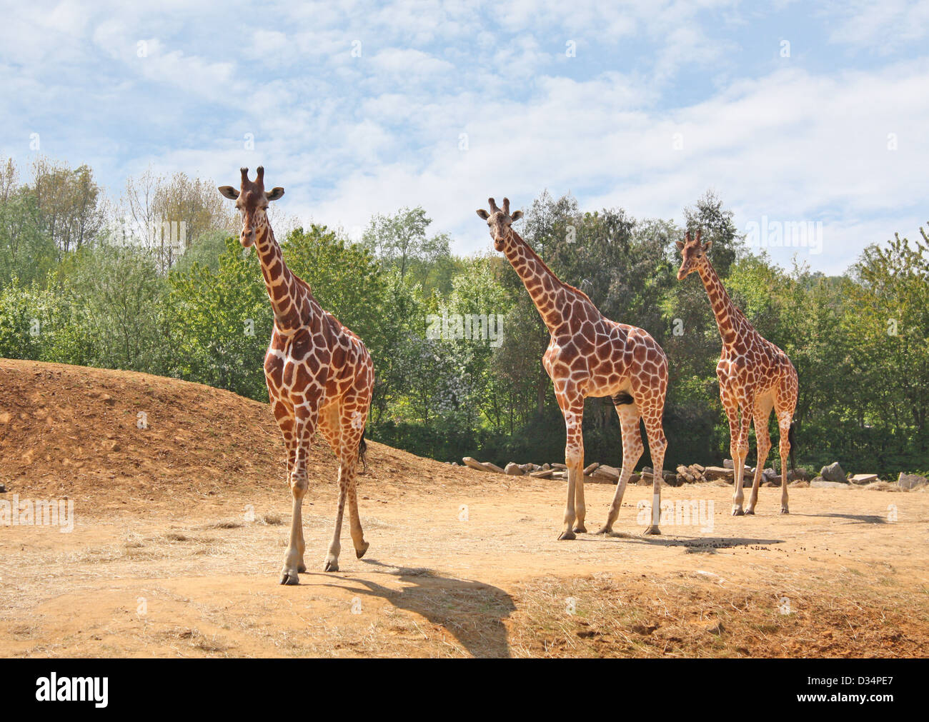 Famiglia di giraffe Foto Stock