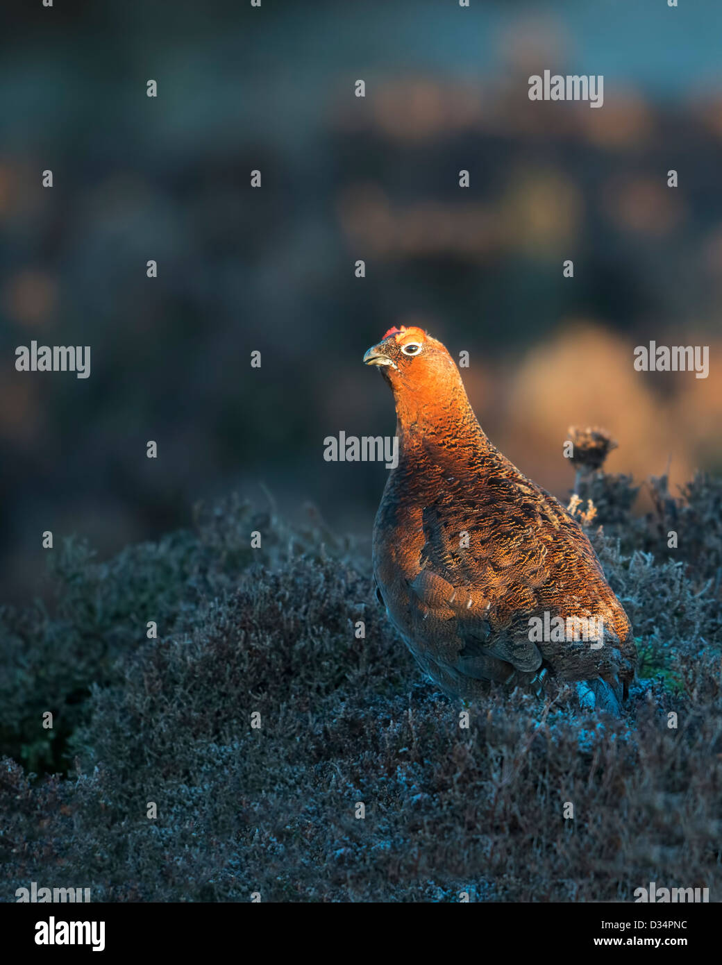 Red Grouse tenendo i primi raggi di sole in un freddo gelido mattina. Il Peak District Derbyshire Foto Stock