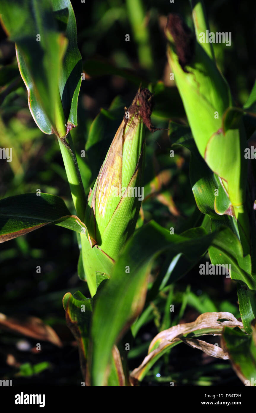 Spiga del granoturco su un cornstalk Foto Stock