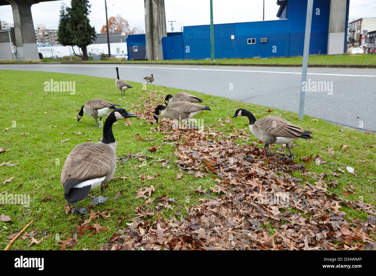 Oche del Canada a piedi su area verde accanto alla strada in Vancouver BC Canada Foto Stock