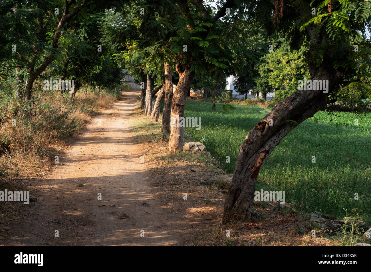 La luce del sole sul paese Indiano strada sterrata foderato con alberi di tamarindo. Andhra Pradesh, India Foto Stock