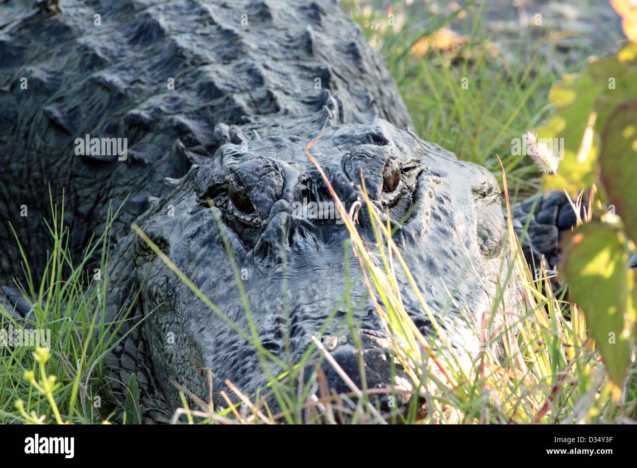 Un coccodrillo americano stalking nell'erba lungo le rive di una zona umida costiera Foto Stock