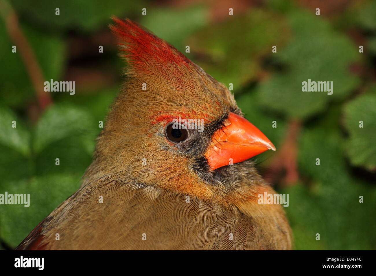 Una bellissima femmina rosso cardinale close-up Foto Stock
