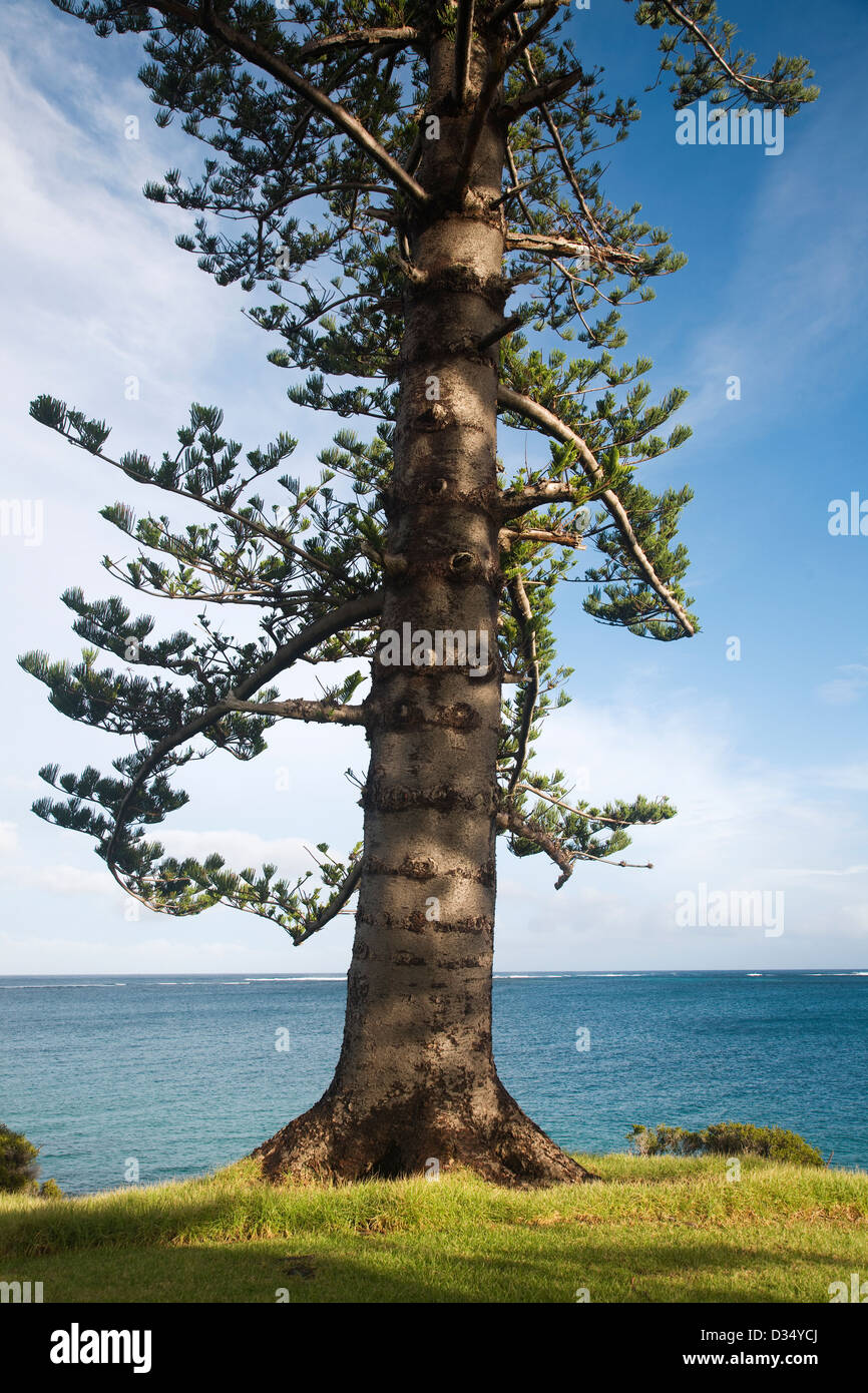 Isola Norfolk Pine sul promontorio di amanti Bay Isola di Lord Howe Australia Foto Stock
