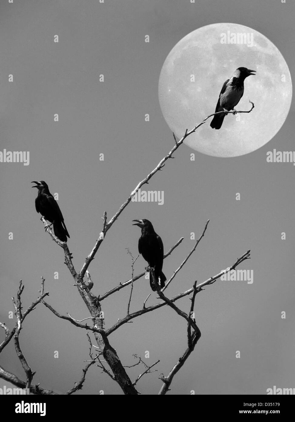 Corvi su un albero secco sulla luna Foto Stock