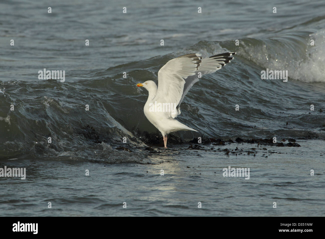 Herring Gull Larus argentatus, Kimmeridge bay Dorset UK Gennaio Foto Stock