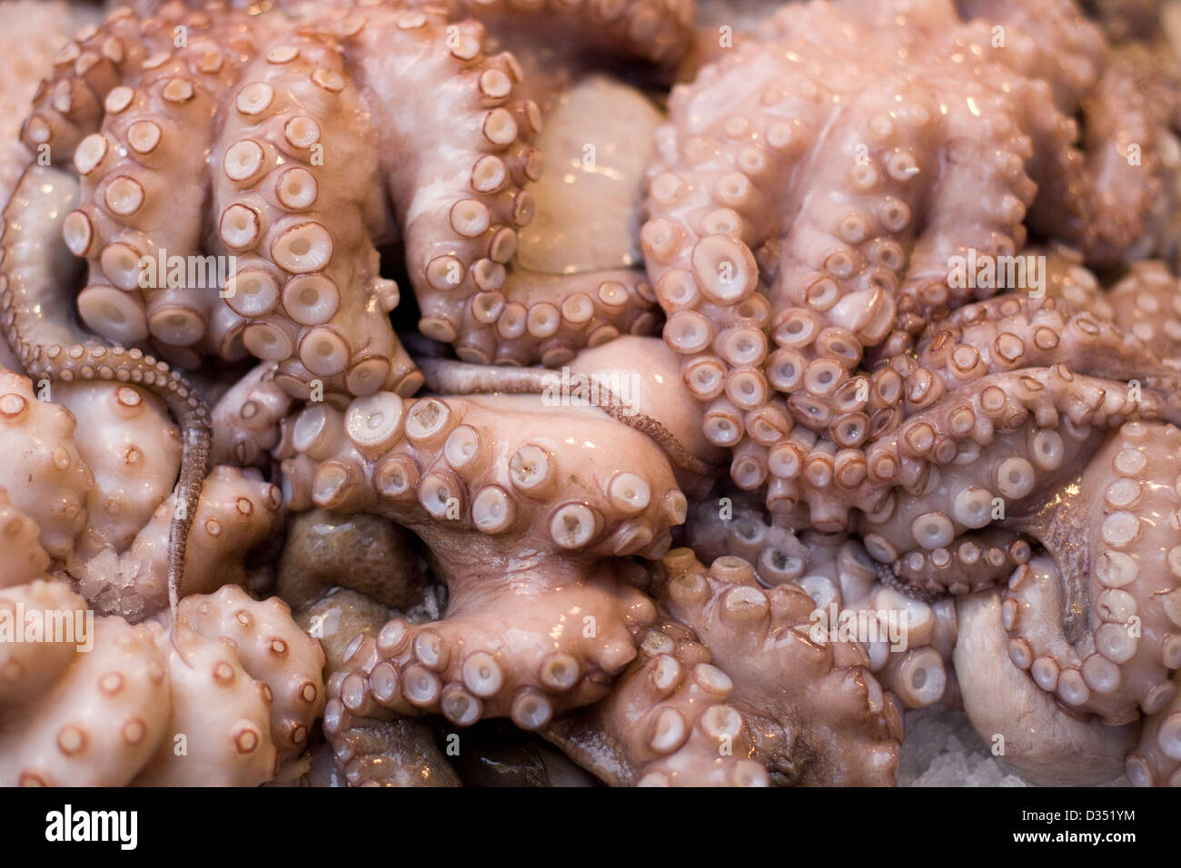 Il polpo in vendita su un mercato del pesce a Venezia di molluschi  cefalopodi Foto stock - Alamy