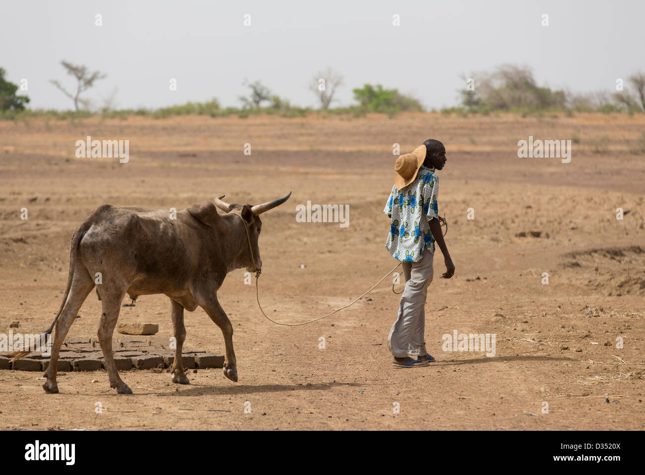 Yako, Burkina Faso, Maggio 2012: un agricoltore conduce la sua mucca dalla mangiatoia presso il villaggio di foro di trivellazione. Foto Stock