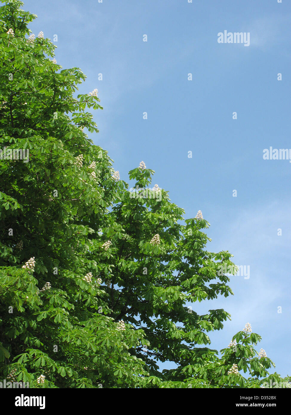 Fioritura castagno oltre il cielo blu Foto Stock